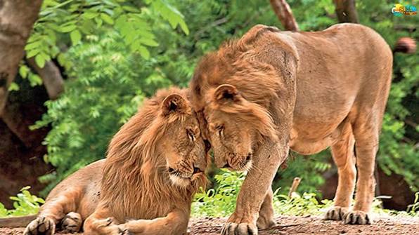 Gir National Park Gujarat